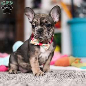 Chelsie, French Bulldog Puppy